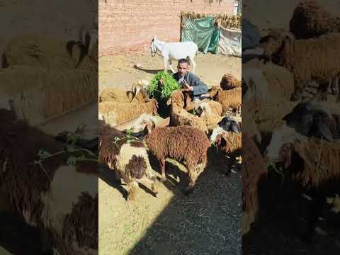 بكاااام هو الراجل دا بيقوووول إليه تاااابع01273231279