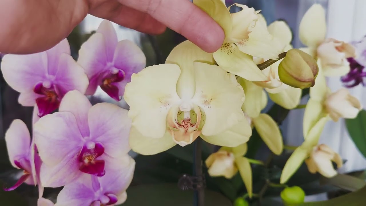 За окном зима, метели 🥶. А дома, райский сад😍 