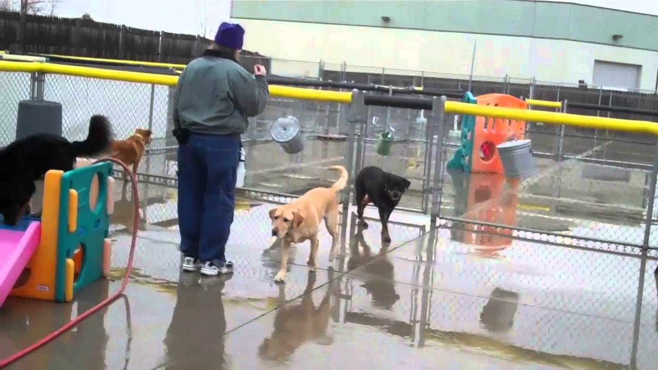 tuesday-s-mild-side-january-29-2013-central-bark-doggy-day-care-oswego