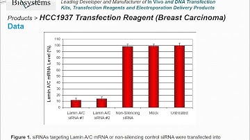 Altogen Biosystems HCC1937 Transfection Reagent
