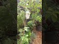 Panen daun labu kuning #labukuning #kebunmini #urbangardening #gardening #pertanian