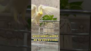 When Honey Wanna Go To Chicos Side  shorts cockatiel