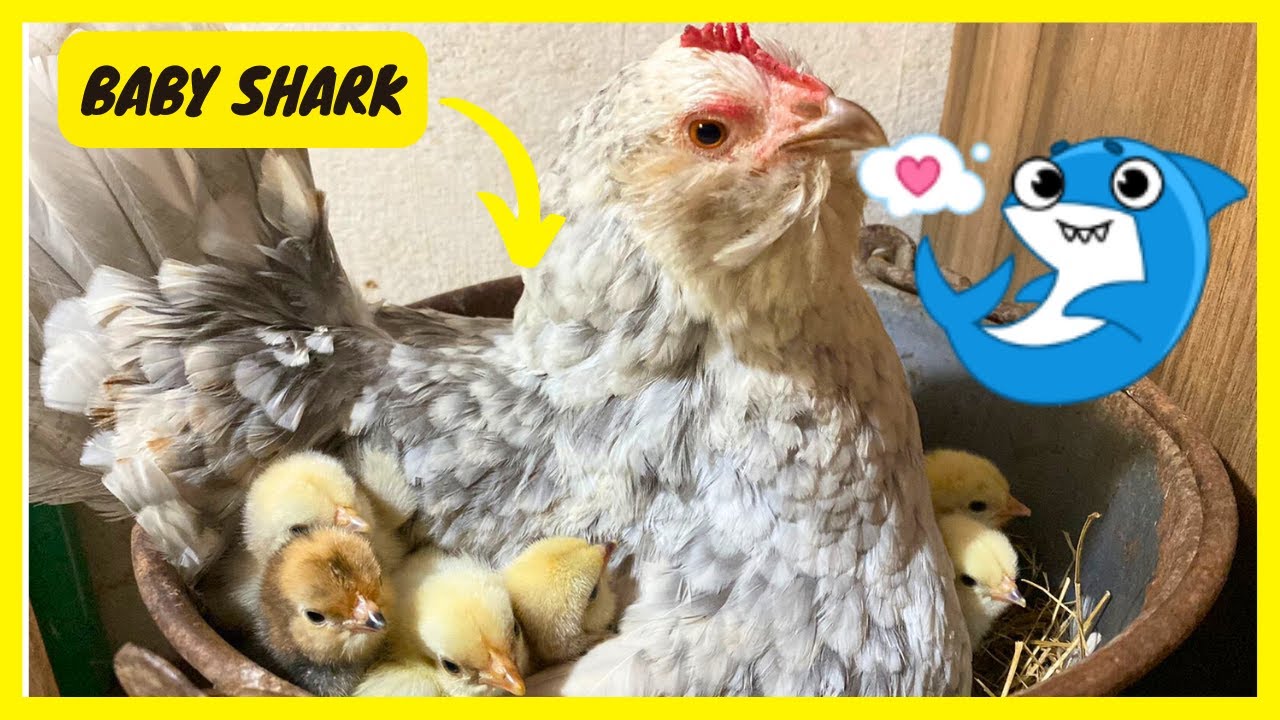 Primeiros Filhotes Da Galinha Tubarãozinha | Gutejando