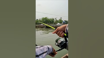 Câu Cá Tra Kéo Như Thế Này Mới Tê Tê .. #shorts #câucá