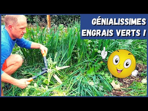 Vidéo: Engrais Verts Avant L'hiver : Quels Engrais Verts D'hiver Peut-on Semer Et Faut-il Les Arracher ? Semis En Serre, Plantation En Novembre Et Octobre