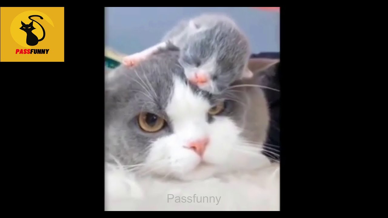 Лучший Смешной Кошки 😹 А также Собаки 🐶 Ролики - Пытаться Не Чтобы Смеяться! - Passfunny