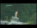 Quebrantahuesos. Gypaetus barbatus. Huesca. Septiembre 2009