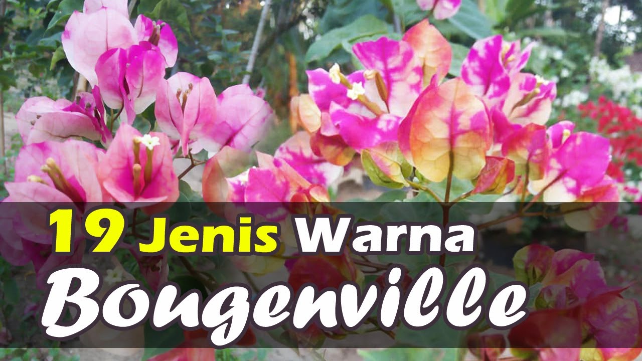19 Jenis Warna Bahan Bonsai Bougenvillea Bunga Kertas Terindah Colours Of Bougainvillea Youtube