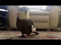 Funny Cockatiel sings "If you are happy and you know it", and "The sound of music"