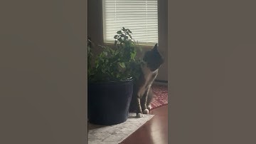 Jack and his Catnip plant! #cats #cute #foryou #foryoupage #shorts