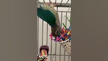 Rescued Conure Parrot Plays with Toys in Her Forever Home! #Shorts | BirdNerdSophie