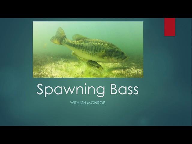 Bed Fishing 101 : How to Catch Bass During Spawn w/ Ish Monroe