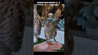 owl friends 🦉 #owls #owl #shortsvideo #animals #youtubeshorts #shortsfeed