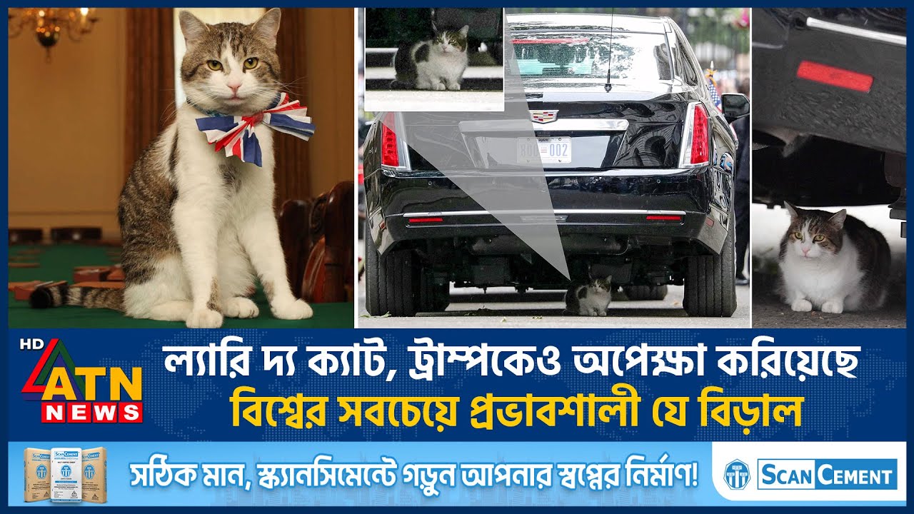 ল্যারি দ্য ক্যাট, ট্রাম্পকেও অপেক্ষা করিয়েছে বিশ্বের সবচেয়ে প্রভাবশালী যে বিড়াল | Larry the Cat