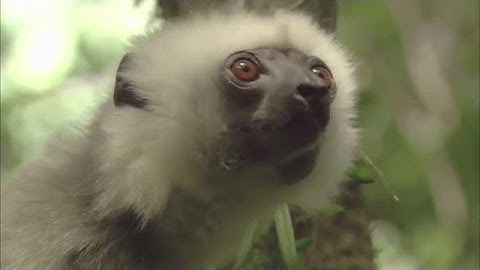 Trouble in Lemur Land