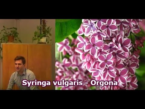 Videó: Orgonabokor gyökerei – Orgonát ültetnek az alapok közelében OK