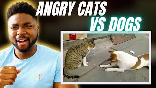 🇬🇧BRIT Reacts To ANGRY CATS VS DOGS!
