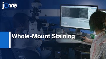 Visualization Of 3D White Adipose Tissue Structure l Protocol Preview