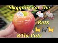 Shopping for my rats  cats