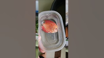 Cá dĩa (thứ 3) chết làm mồi cho rùa Common tại Ú Ù P.S CPC