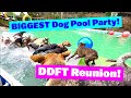 Biggest dog pool party s for dogs to watch  reality tv for dogs