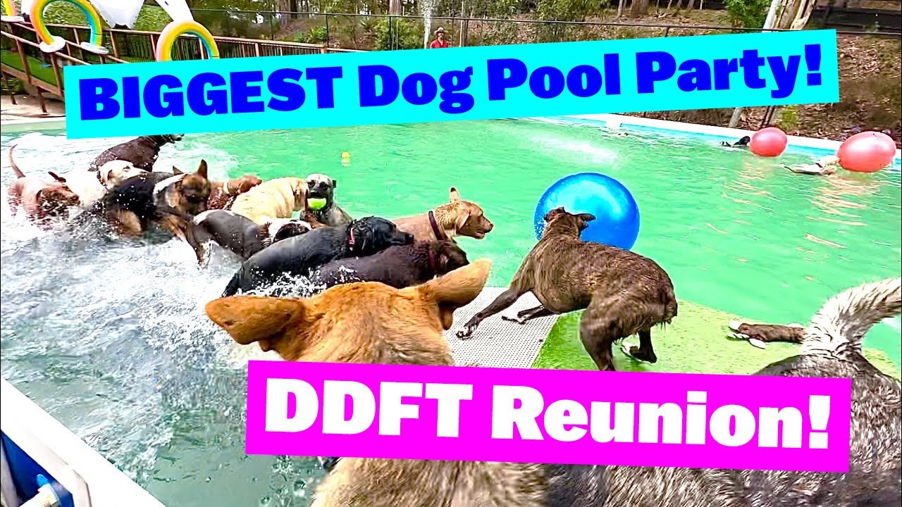 ⁣BIGGEST Dog Pool Party | DDFT Reunion