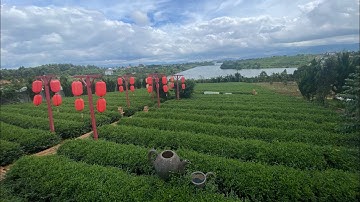 Chùa Trà Bảo Lộc Lâm Đồng | Ngôi Chùa Với Đồi Chè Xanh Mát Nhìn Xuống Hồ Nam Phương Thơ Mộng