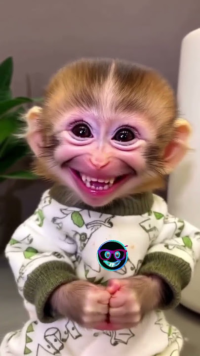 cute Baby monkey smile || 😁😁😁😍😍😍