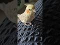 Coco takes food tax💖💖... #ytshorts #shorts #birds