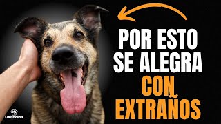 Perros y extraños: ¿Por qué mi perro se alegra al ver a personas desconocidas? by Oxitocina Magazine 1,193 views 2 weeks ago 5 minutes, 7 seconds