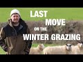 Last move for the sheep on Winter Grazing