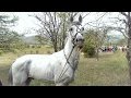 Pankisi / Chanchqeris bolo dogi / последний заезд водопада на скачках