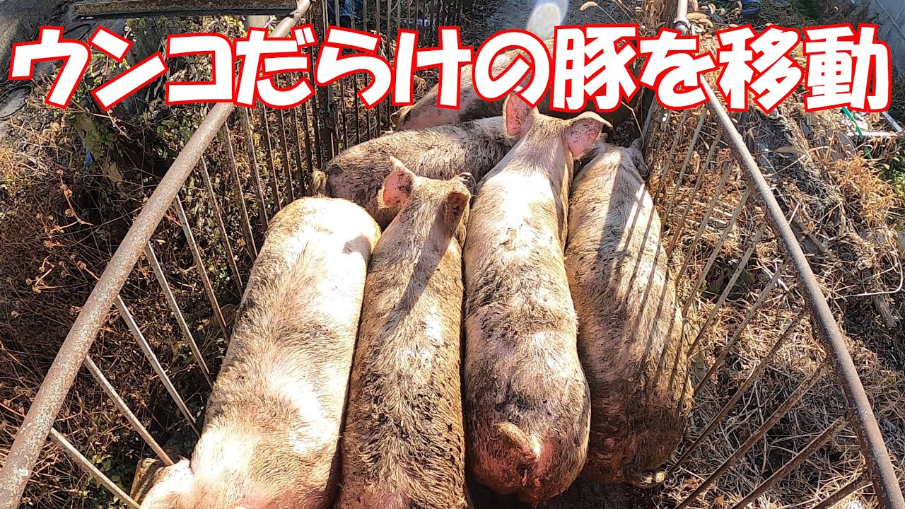 肉豚舎にウンコだらけの豚を下ろす