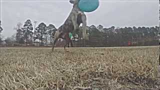 GoPro with Frisbee Dogs