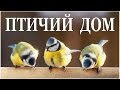 Птичий Дом в доме, где живет Кот :-)