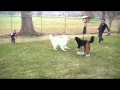 Dieser Hund ist das Sport-Highlight der Woche