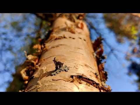 Antimelody Project - AZ Cygni (slow remix)