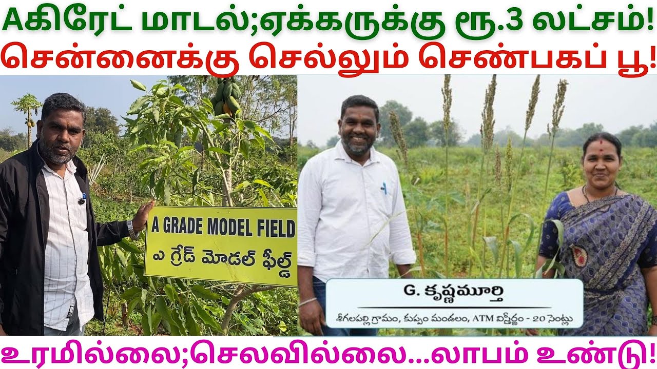 என்றும் லாபம் A Grade Model Natural Farming | Zero Budget  Natural Farming | Kuppam Krishnamurthy