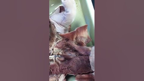 Locating the Larynx In a Fetal Pig