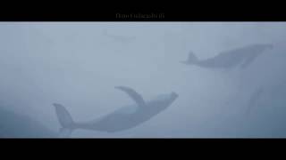 Синий кит - 4:20  (видео)
