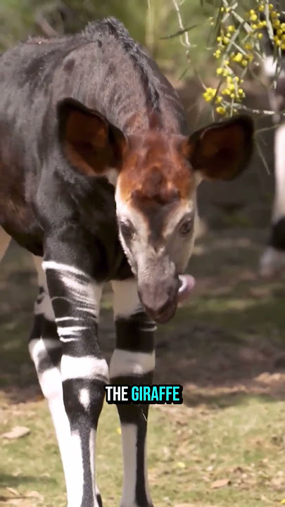 The Zebra That’s Actually a Giraffe’s Cousin #animals #wildlife