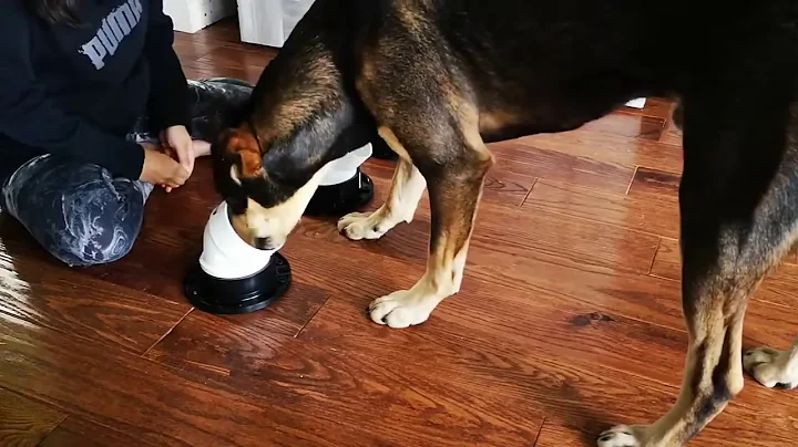 Scent tubes or Odor imprinting tubes