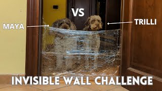 My Dogs React to the Invisible Wall Challenge! #lagottoromagnolo #funnydogs  #invisiblechallenge