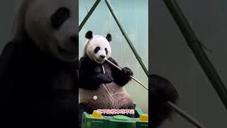 #大熊猫 栾川大熊猫灵岩的自助餐，根本吃不完