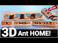 Moving a Colony to a 3D ANT FARM | D colony
