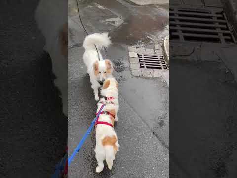 Muzie, erster tag in Deutschland