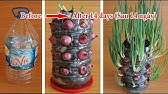 how to grow tomatoes from seeds from fresh tomatoes step1 