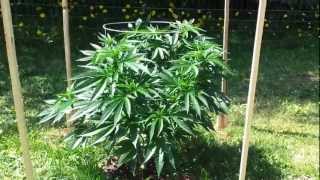 Download Lagu Marajuana MP3 Marajuana