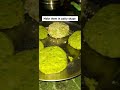 Easy Recipe Of Hara Bhara Kebab