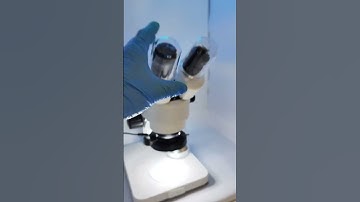 Honey Under a Microscope?! 🔬🍯 | Sweet… or Full of Surprises? #Shorts #BacteriaAroundUs